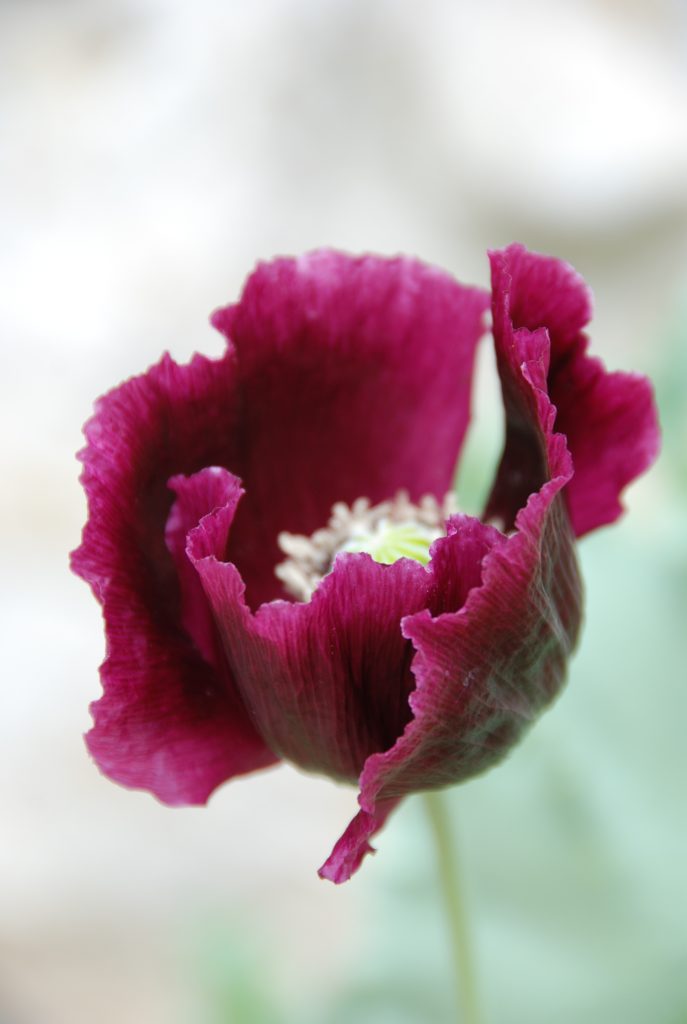 purple poppy